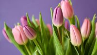 Na zdjęciu tulipany różowo-fioletowe na fioletowym tle
