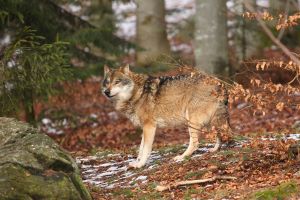 Wilki